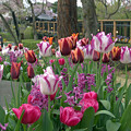 写真: チューリップ咲く庭園