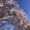 写真: 桜咲く