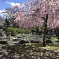 写真: 高島城の桜