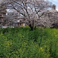 写真: ２０２３年の桜