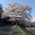 写真: ２０２３年の桜　その２