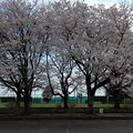 写真: ２０２３年の桜　その３