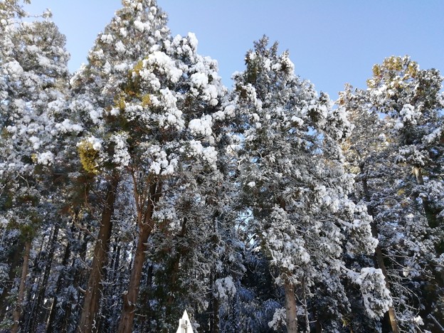 写真: 平賀の雪