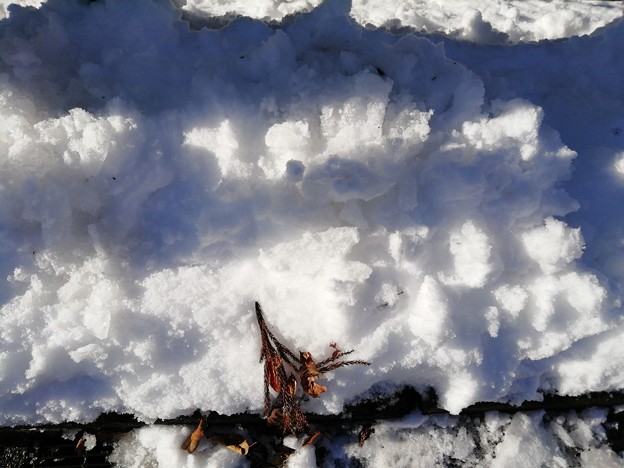 写真: 平賀の雪2