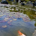 写真: 當麻寺の鯉
