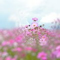 写真: 花の丘
