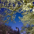 写真: 黄昏の桜