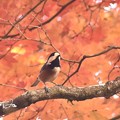 写真: 秋ですね〜ヽ(^｡^)丿