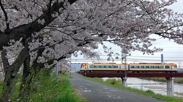 写真: 桜と近鉄電車